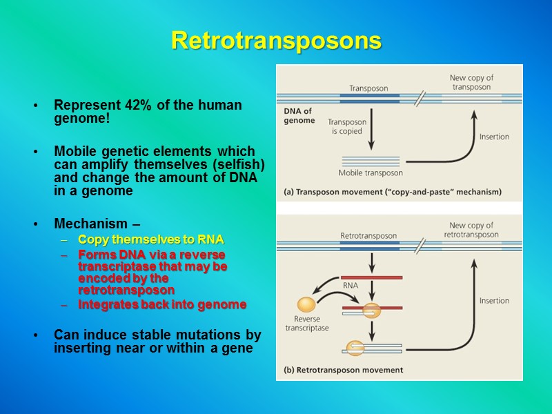 Retrotransposons Represent 42% of the human genome!   Mobile genetic elements which can